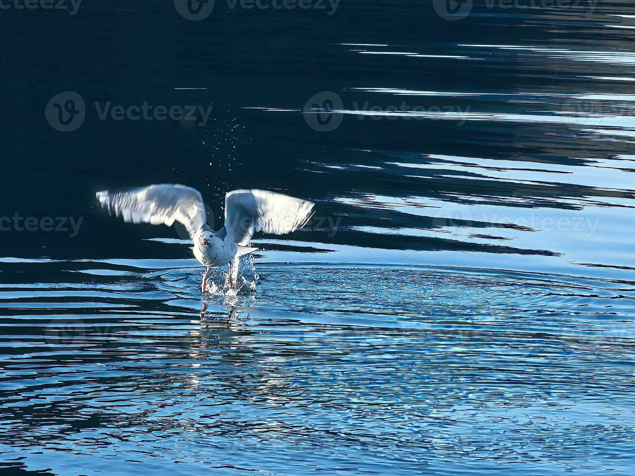 Seagulls takes off in the fjord. Water drops splash in dynamic movement of sea bird. photo