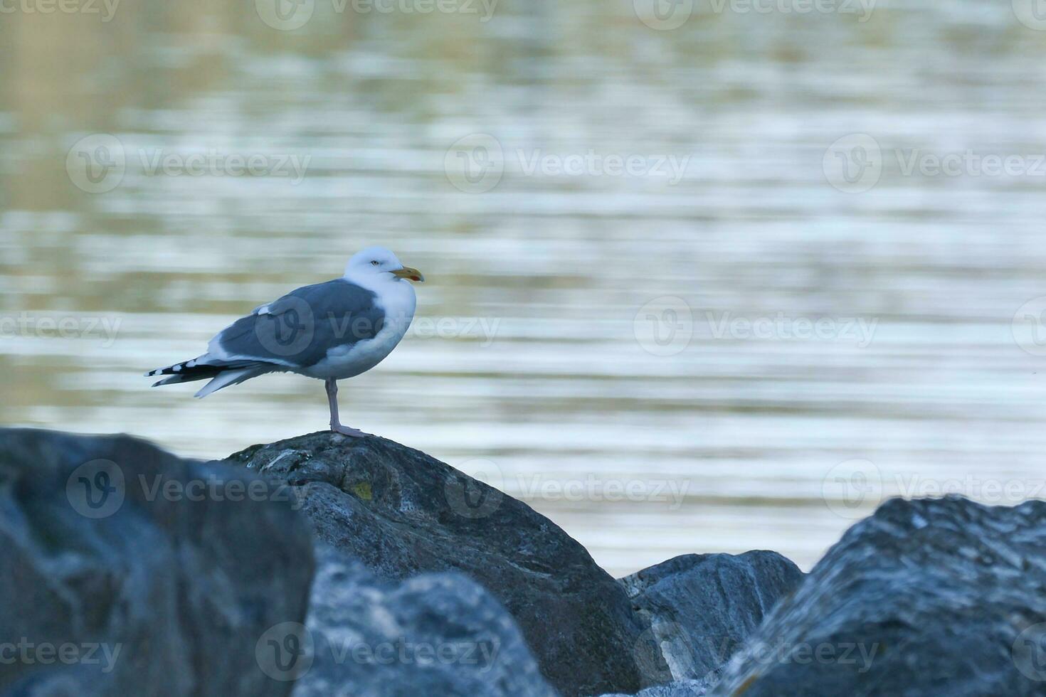 seagull standing on a rock by the fjord in Norway. Seabird in Scandinavia. Landscape photo