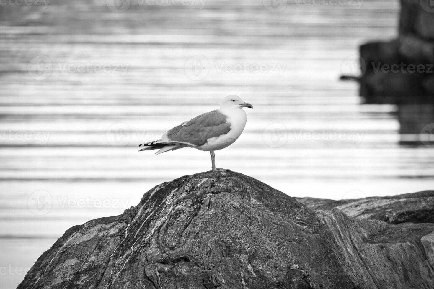 seagull standing on a rock by the fjord in Norway. Seabird in Scandinavia. Landscape photo