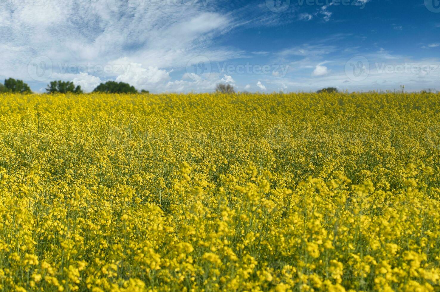 violación con amarillo flores en el canola campo. producto para comestible petróleo y bio combustible foto