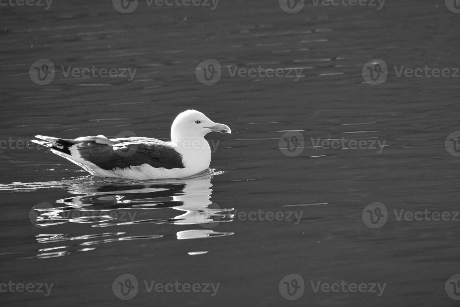 seagull swimming on the fjord, black and white. The sea bird is reflected in the water photo