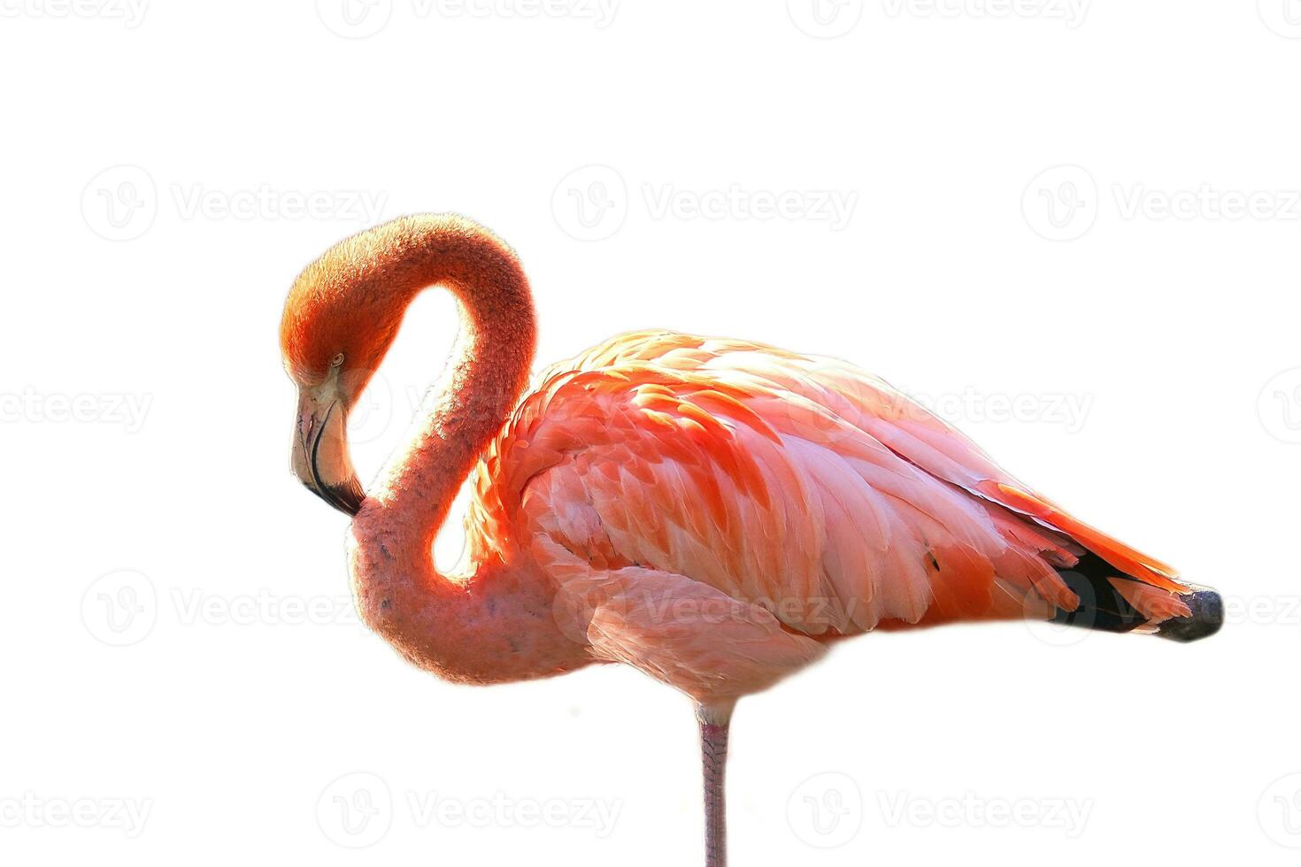 Flamingo, isolated, detached, to edit. pink red bird. Elegant plumage. Tropical bird photo