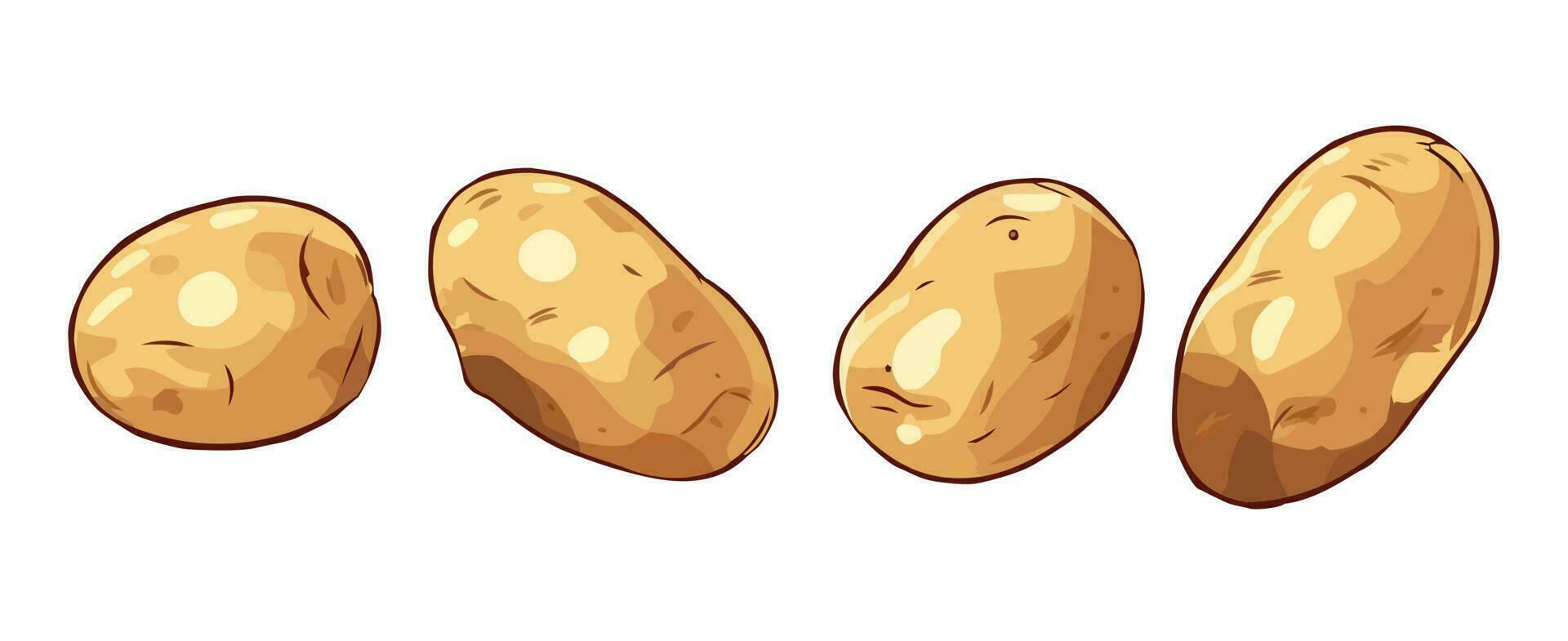 Raw potatoes on white background. Vector set illustration