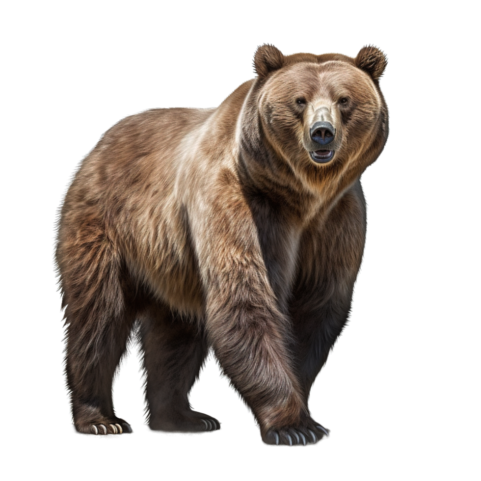 Urso isolado em transparente fundo ai gerado png