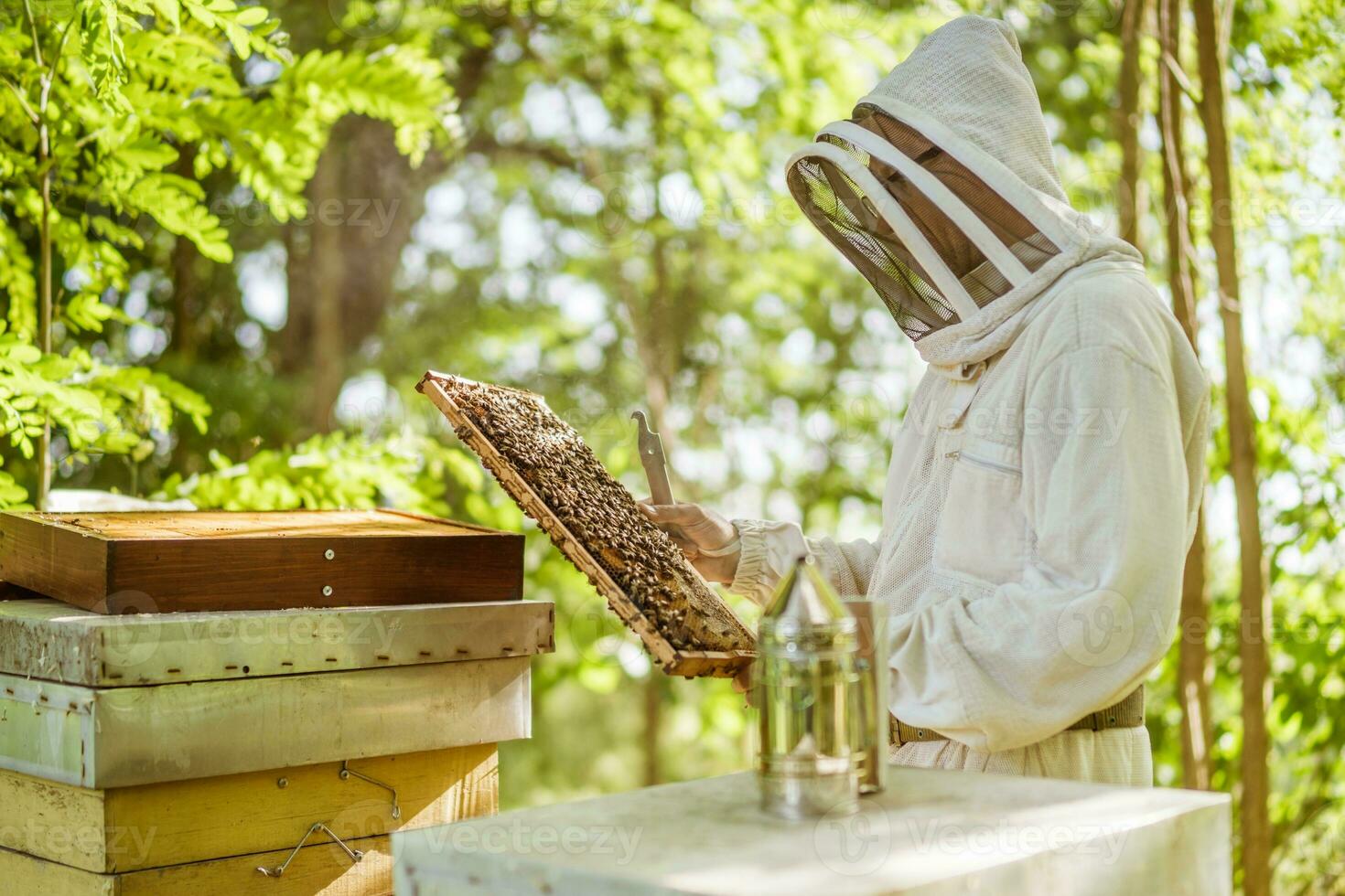 Beekeeper is examining his beehives in forest. Beekeeping professional occupation. photo