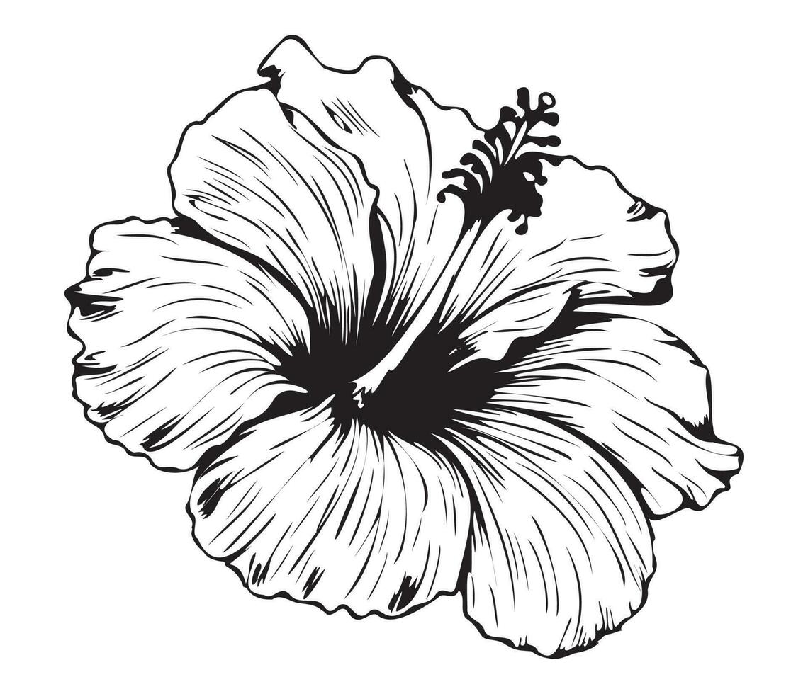 hibisco ilustrado en contorno estilo. flor mano dibujado ilustración colección para floral diseño. un elemento decoración para Boda invitación, saludo tarjeta, tatuaje, vector