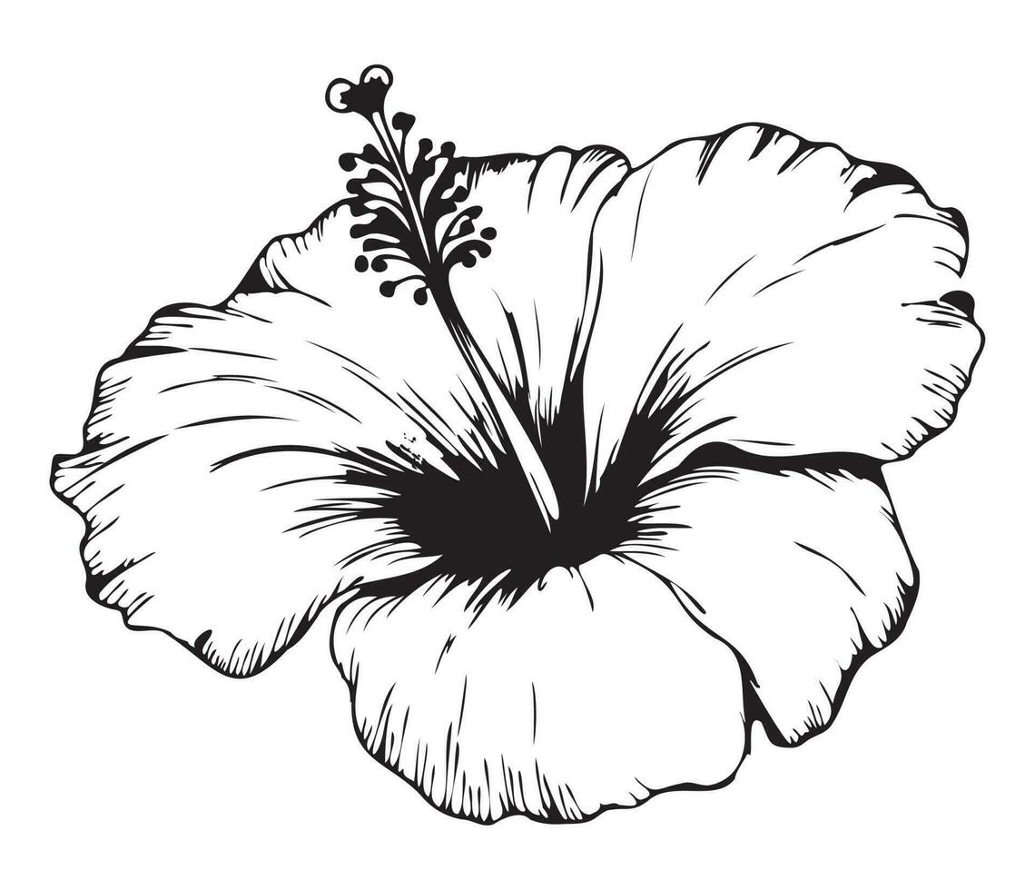 hibisco ilustrado en contorno estilo. flor mano dibujado ilustración colección para floral diseño. un elemento decoración para Boda invitación, saludo tarjeta, tatuaje, vector