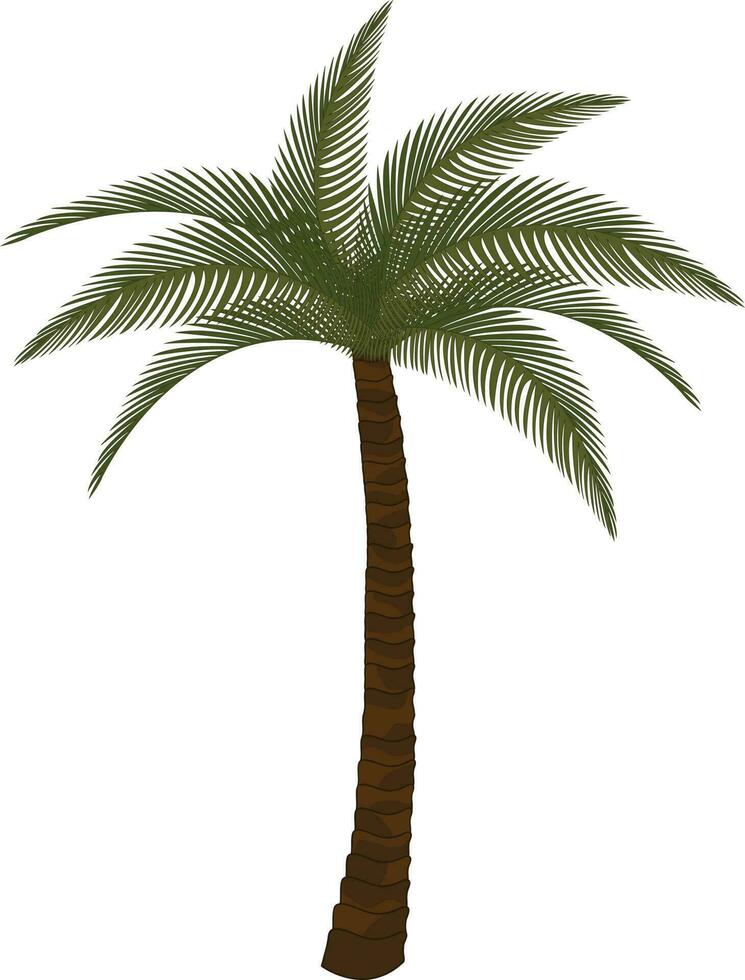 Isolated palm tree in green and brown color. vector