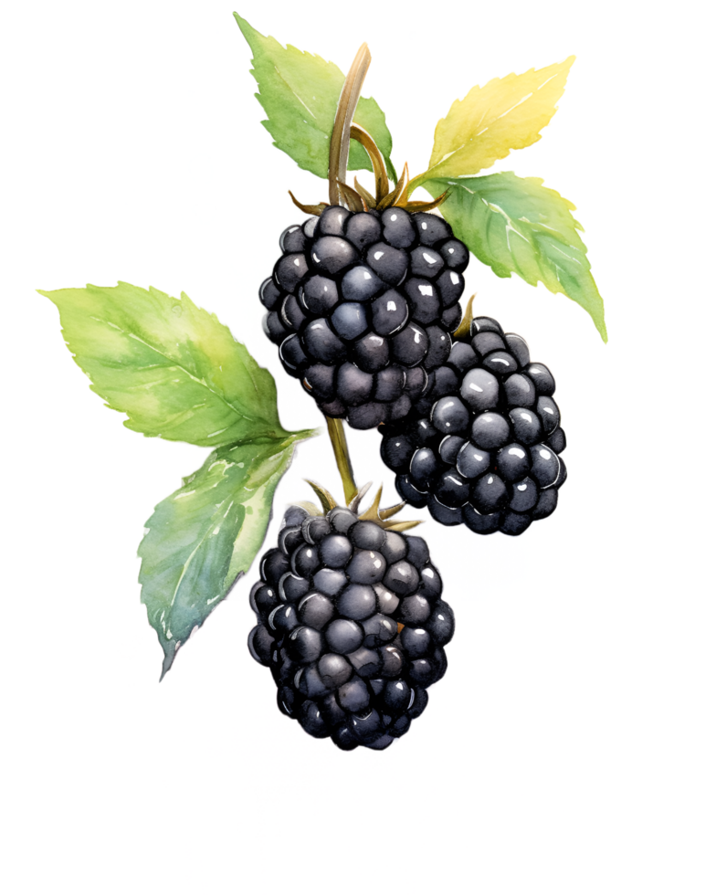 Amora silvestre aguarela clipart ai gerado png