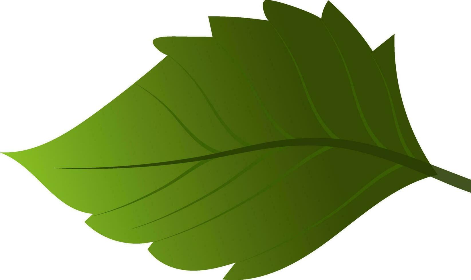 Green leaf on white background. vector