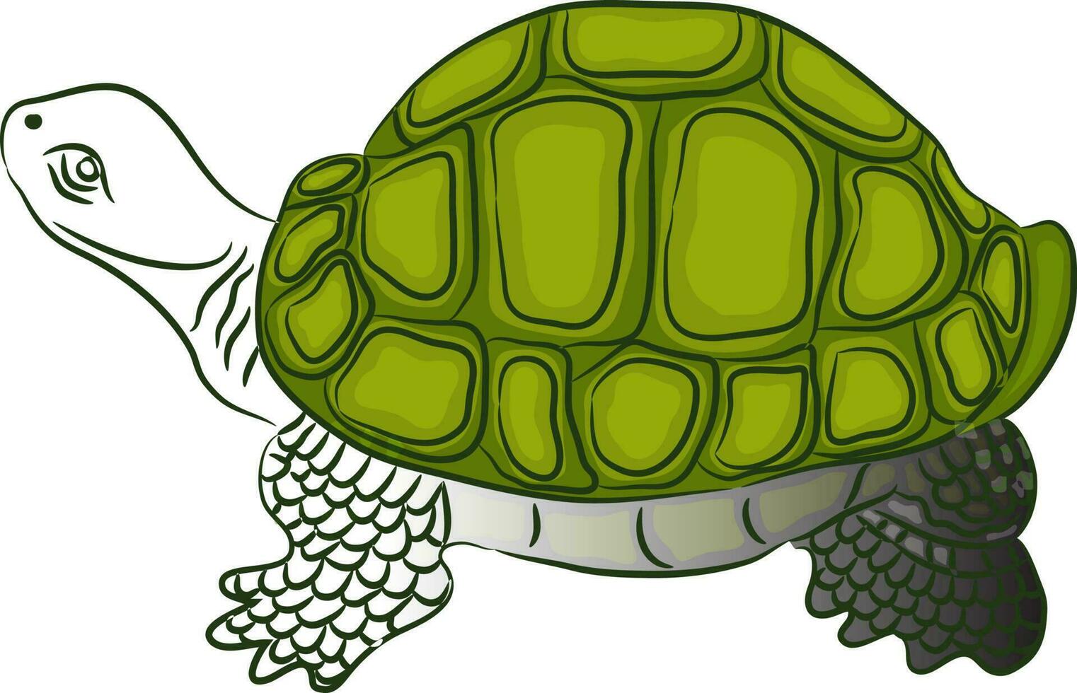 línea Arte ilustración de tortuga en verde color. vector