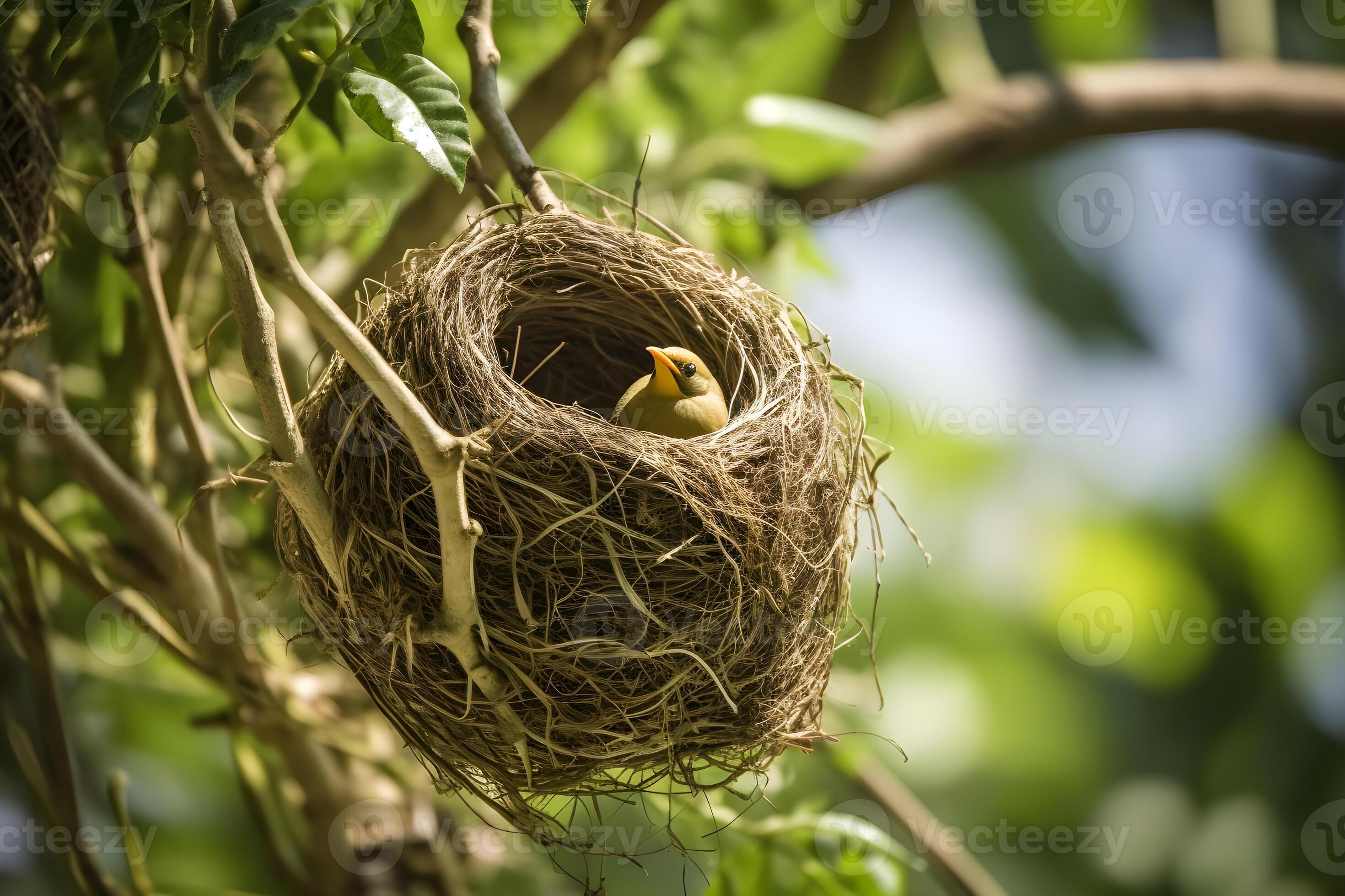 bird sitting on a nest in a garden tree, 24296168 Stock Photo at Vecteezy