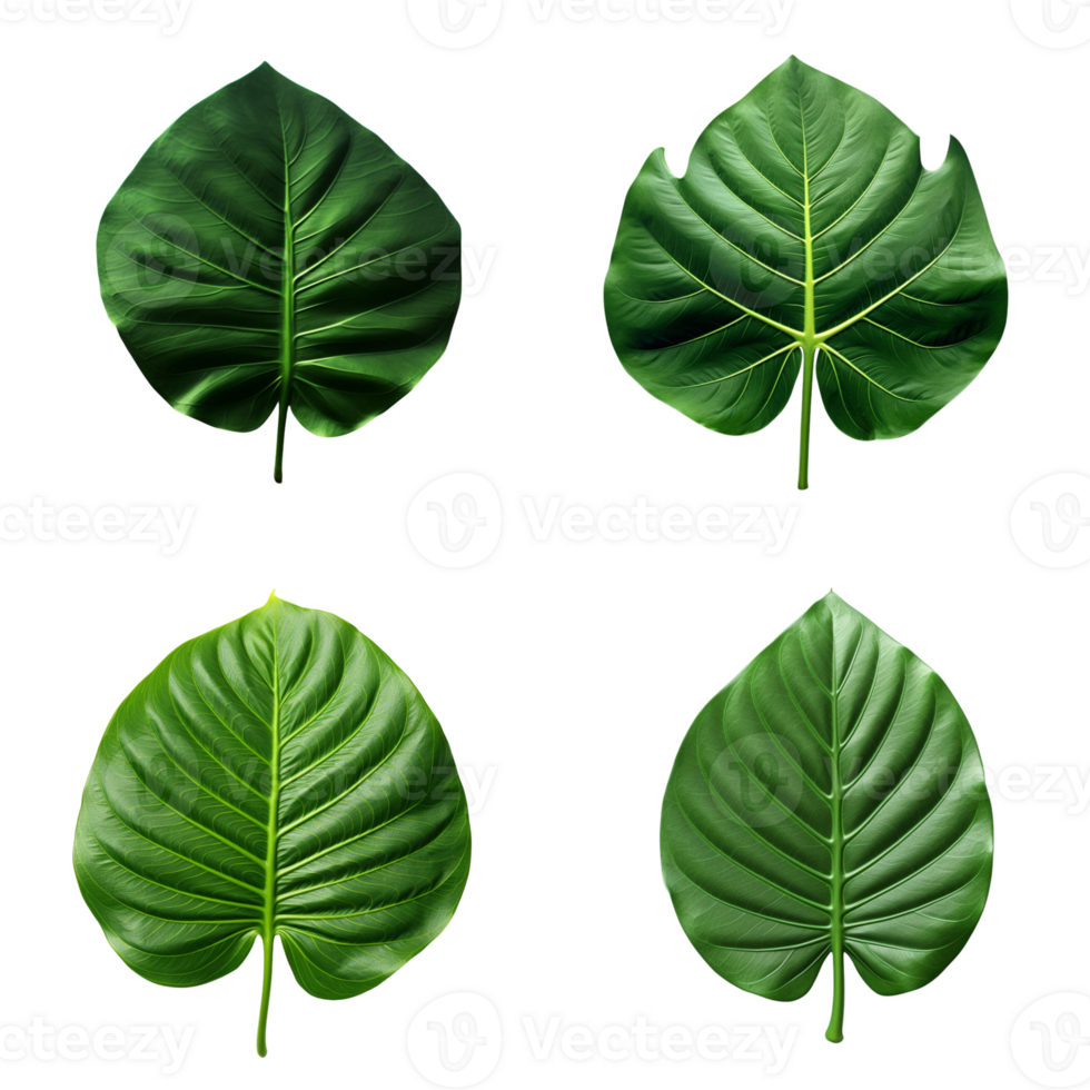 a set of green tropical big leaves on transparent background for design elements. clipping path. png