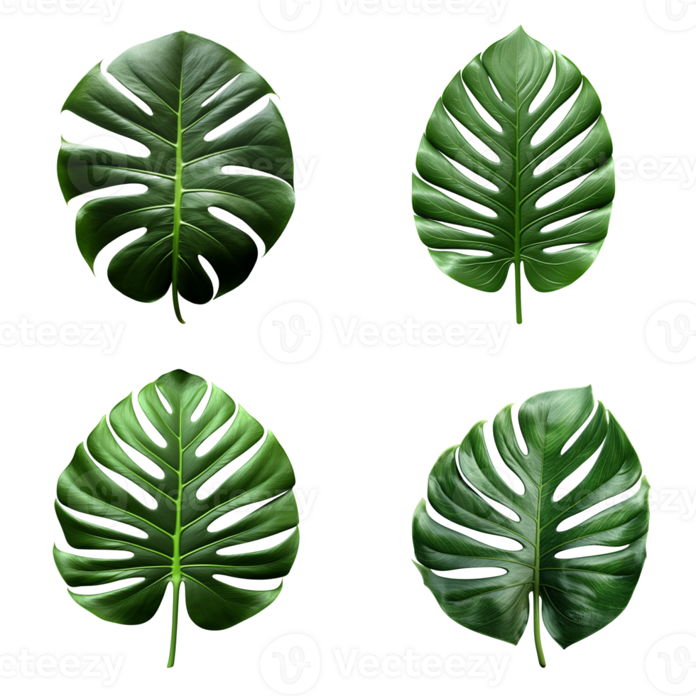 a set of green monstera tropical leaves on transparent background for design elements. clipping path. png