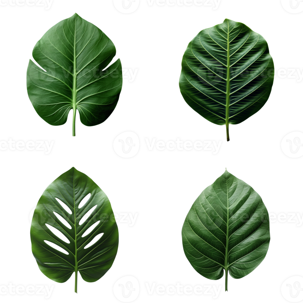 a set of green tropical big leaves on transparent background for design elements. clipping path. png