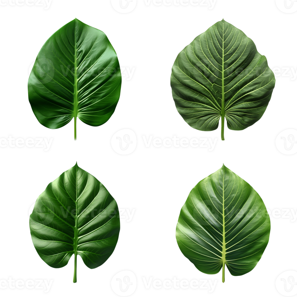 a set of green tropical big leaves on transparent background for design elements. clipping path. png