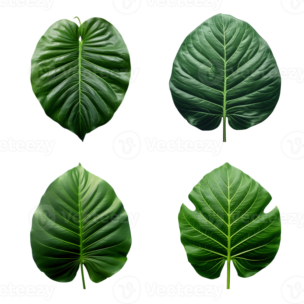 a set of green tropical big leaves on transparent background for design elements. clipping path. png