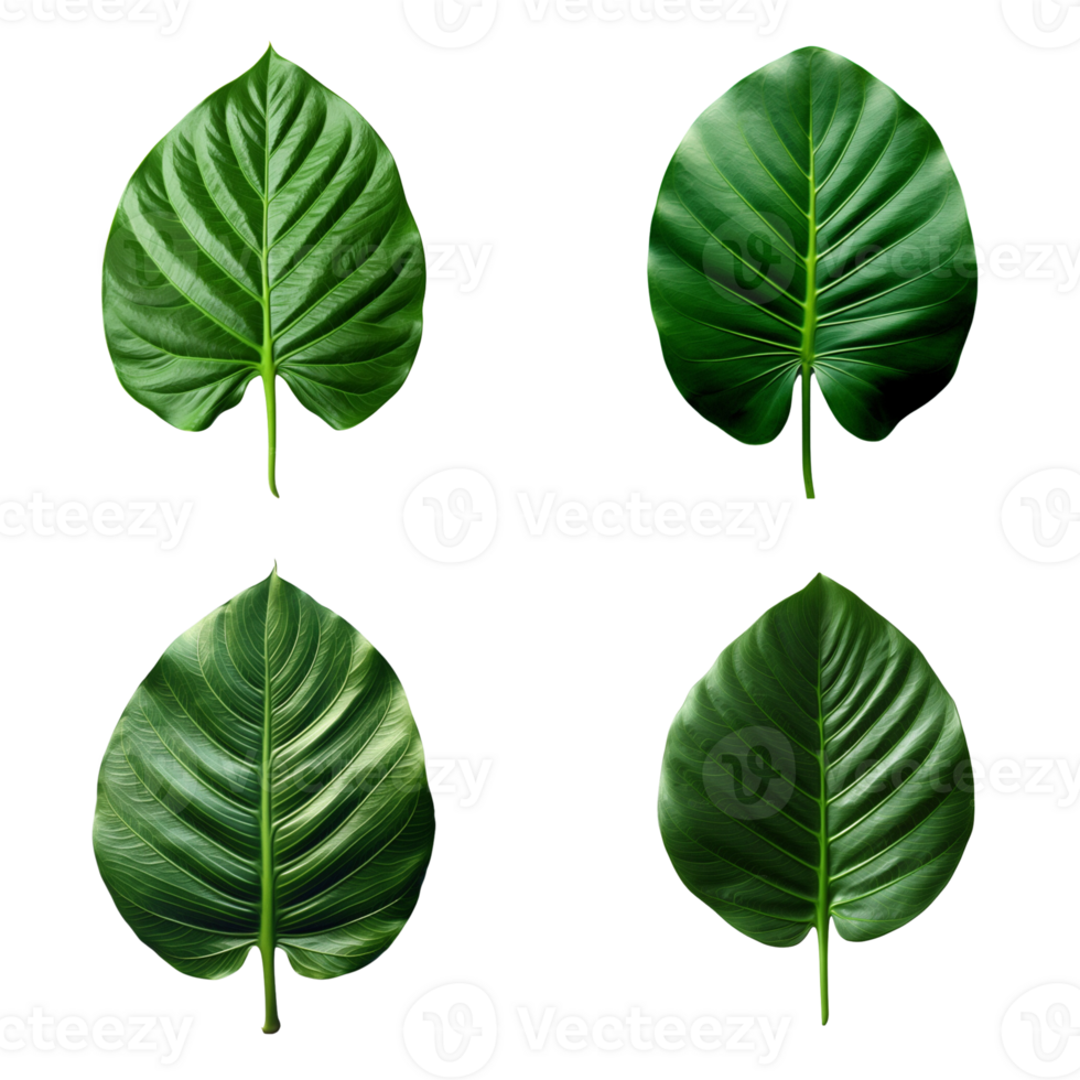 a set of green tropical big leaves on transparent background for design elements. clipping path. png