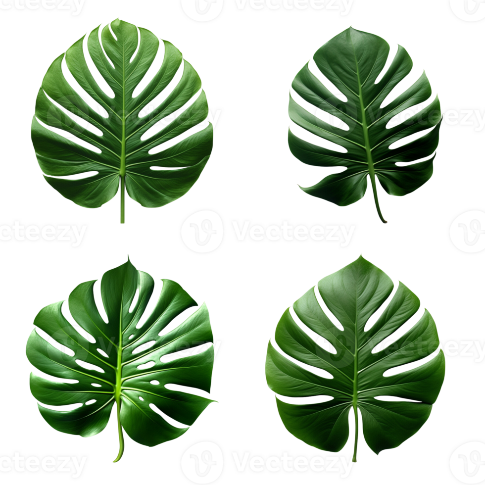 une ensemble de vert monstera tropical feuilles sur transparent Contexte pour conception éléments. coupure chemin. ai généré png