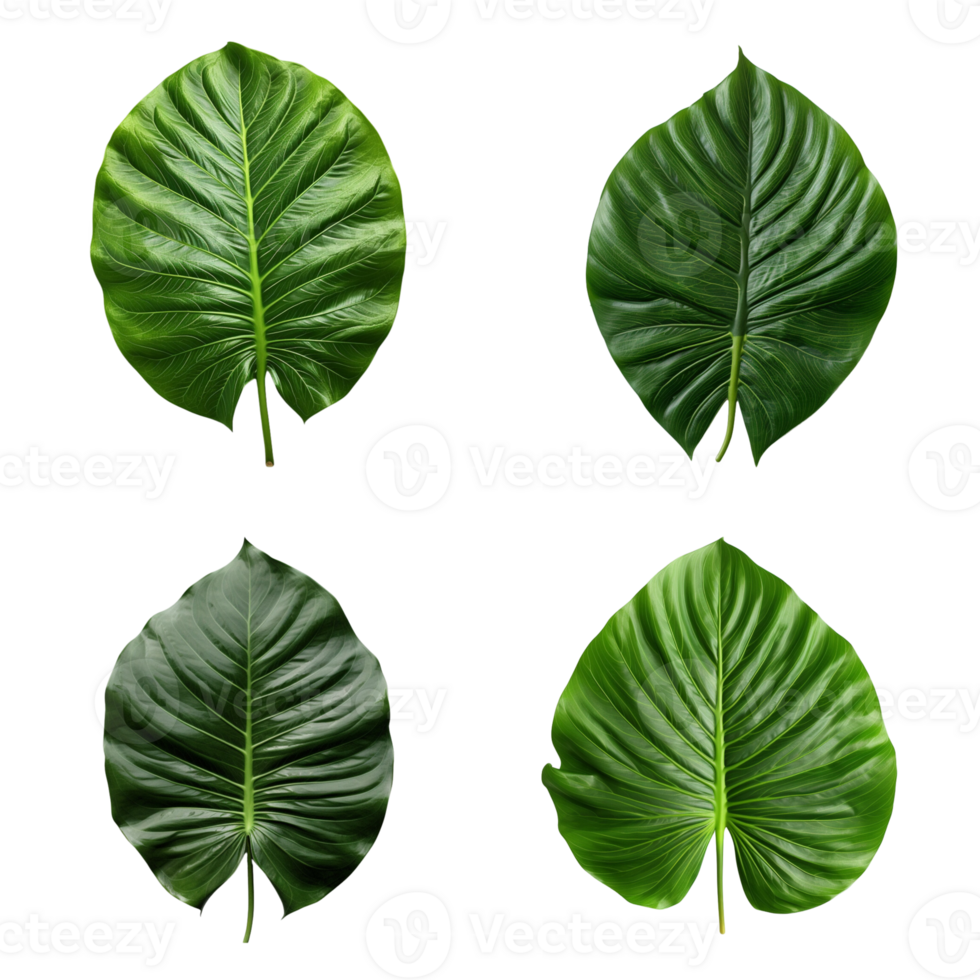 a set of green tropical big leaves on transparent background for design elements. clipping path. png