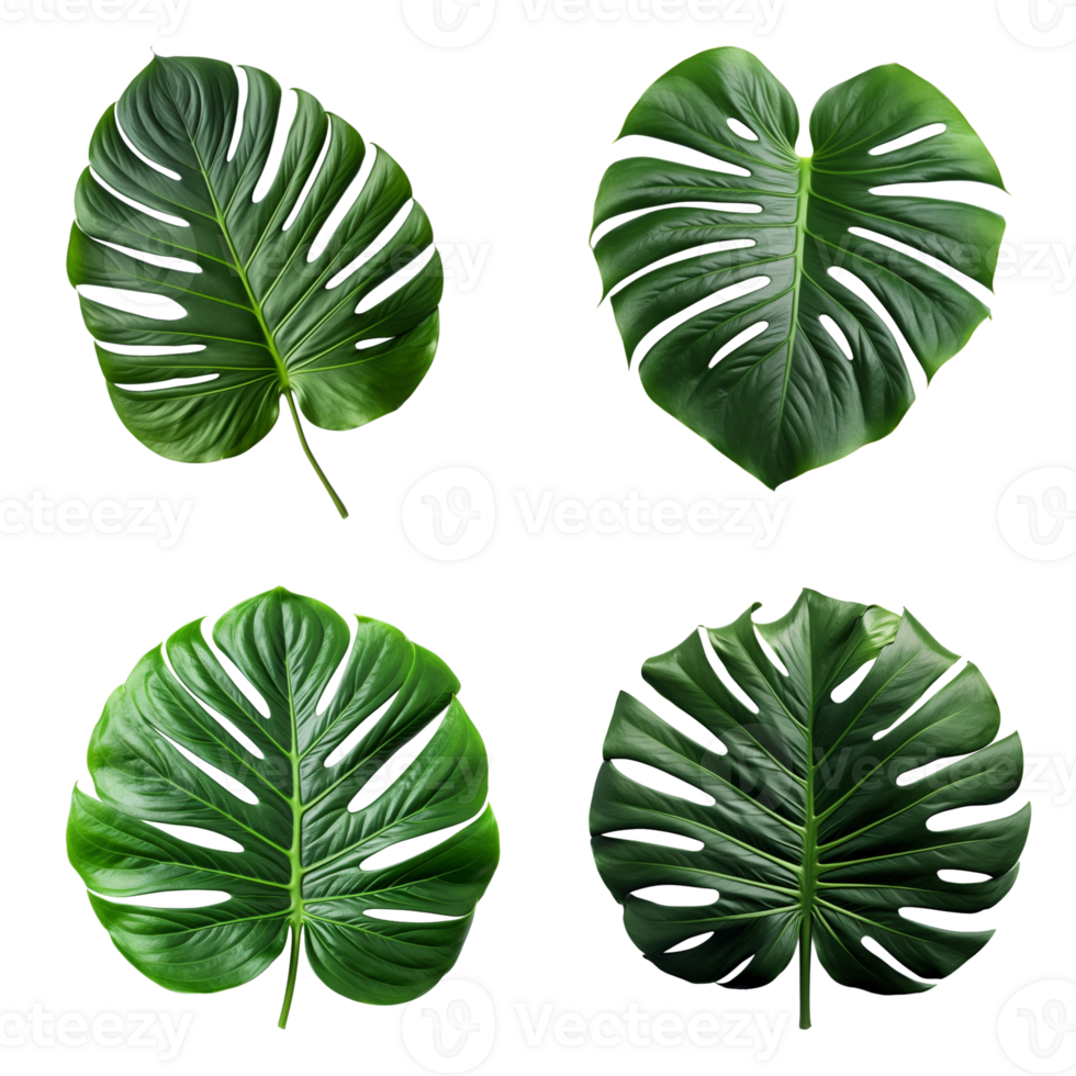 a set of green monstera tropical leaves on transparent background for design elements. clipping path. AI Generated png