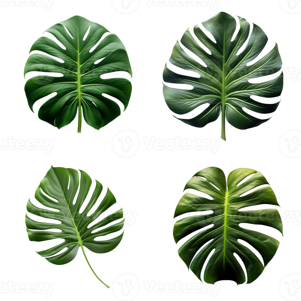 ein einstellen von Grün Monstera tropisch Blätter auf transparent Hintergrund zum Design Elemente. Ausschnitt Weg. ai generiert png