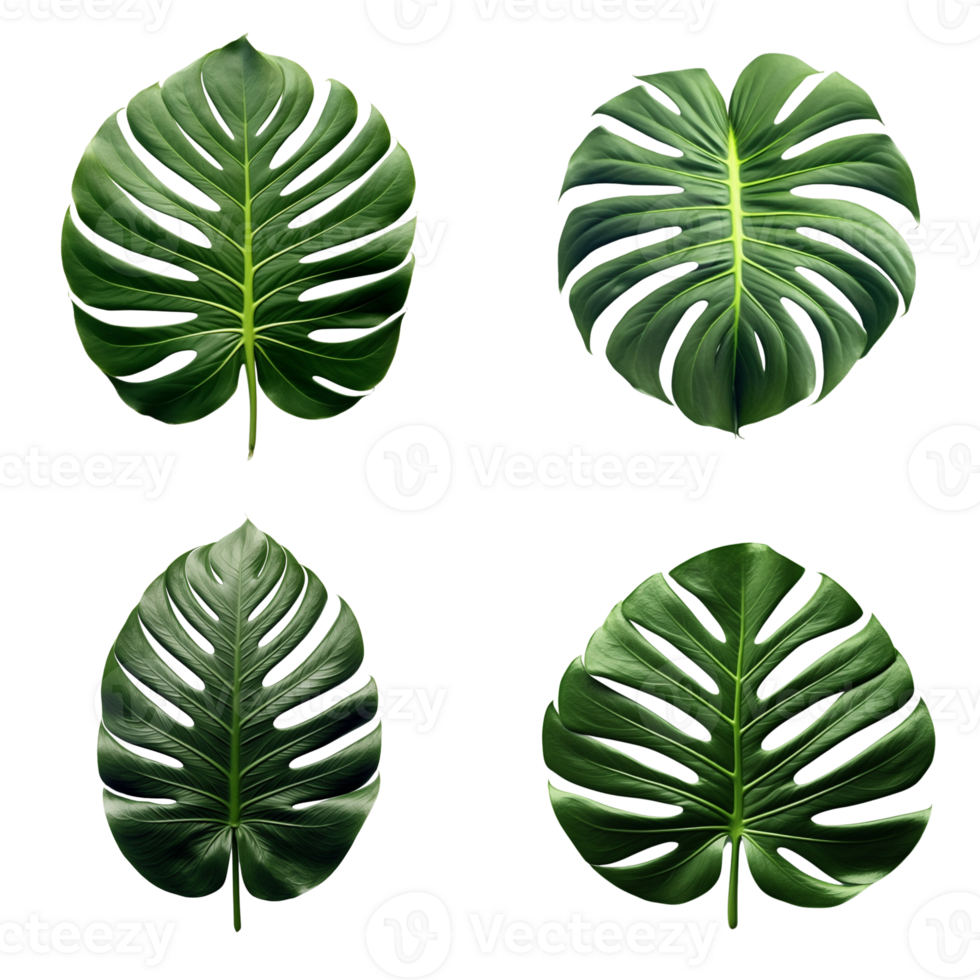 a set of green monstera tropical leaves on transparent background for design elements. clipping path. png