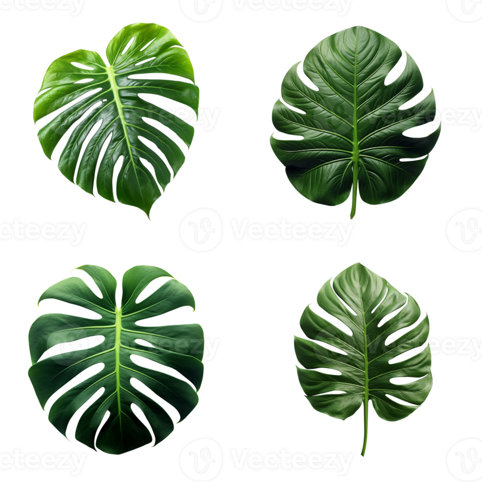 a set of green monstera tropical leaves on transparent background for design elements. clipping path. png