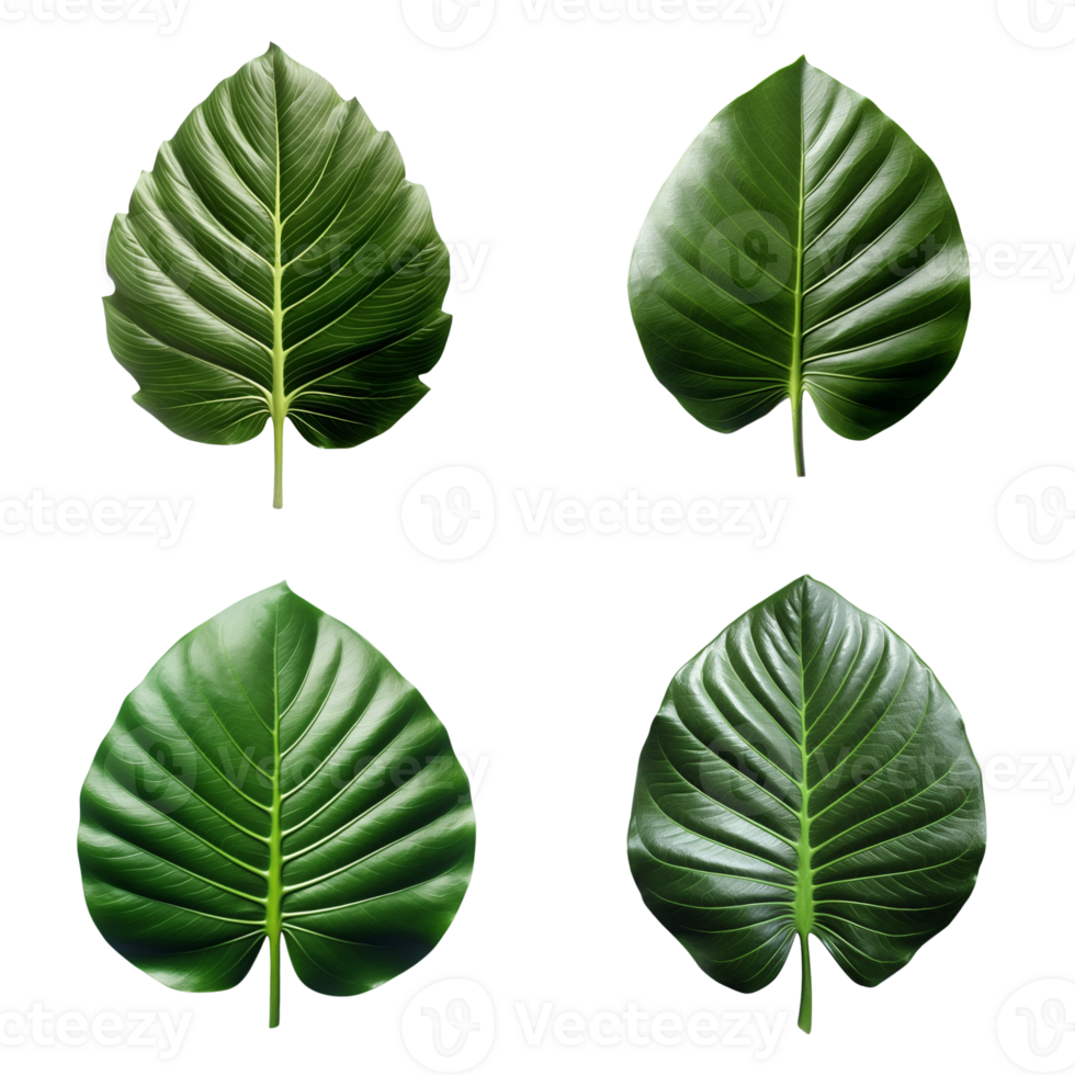 a set of green tropical big leaves on transparent background for design elements. clipping path. png