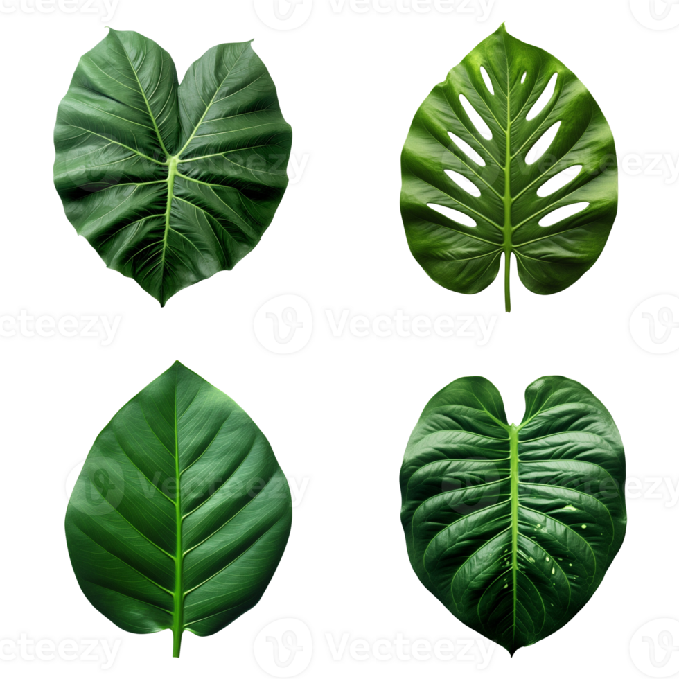 a set of green tropical big leaves on transparent background for design elements. clipping path. png