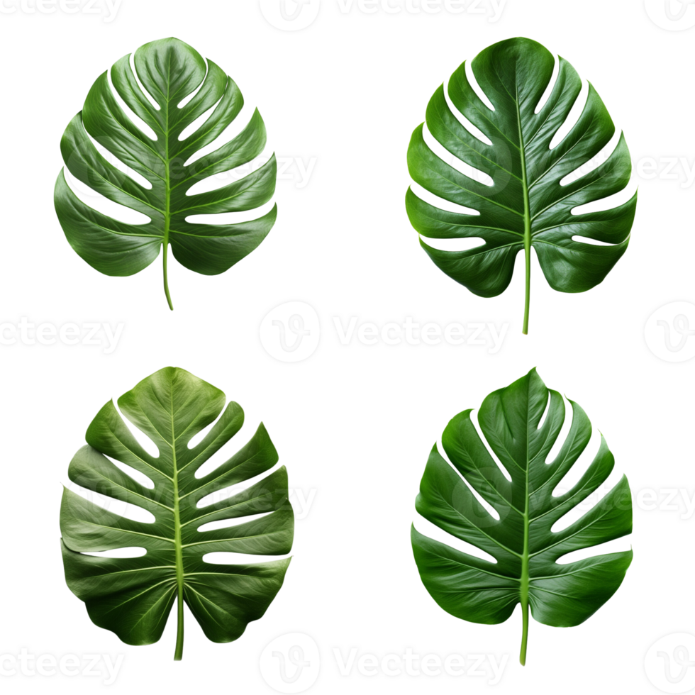 un' impostato di verde Monstera tropicale le foglie su trasparente sfondo per design elementi. ritaglio sentiero. ai generato png