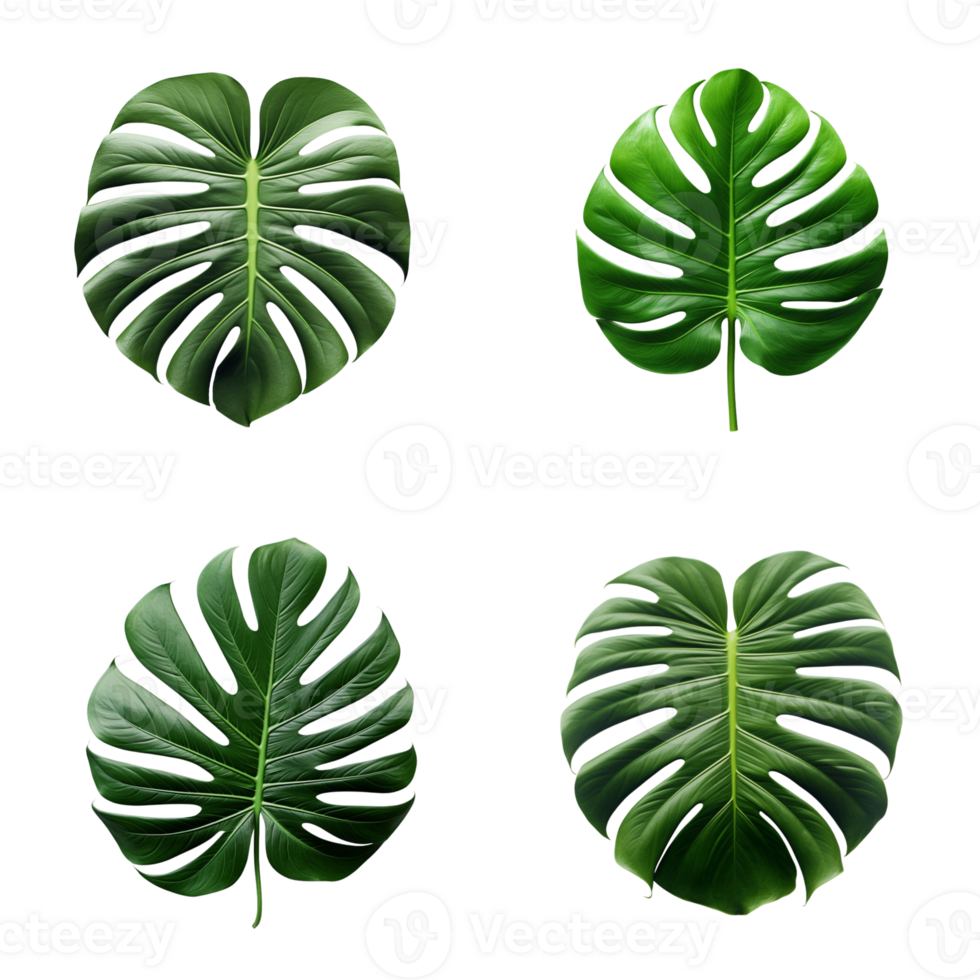 a set of green monstera tropical leaves on transparent background for design elements. clipping path. png