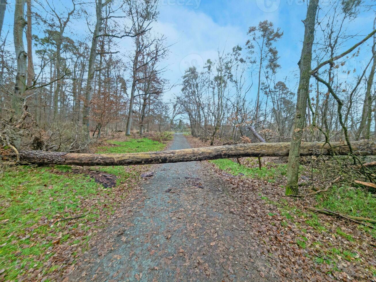 Picture of fallen tree on a forest road after a storm photo