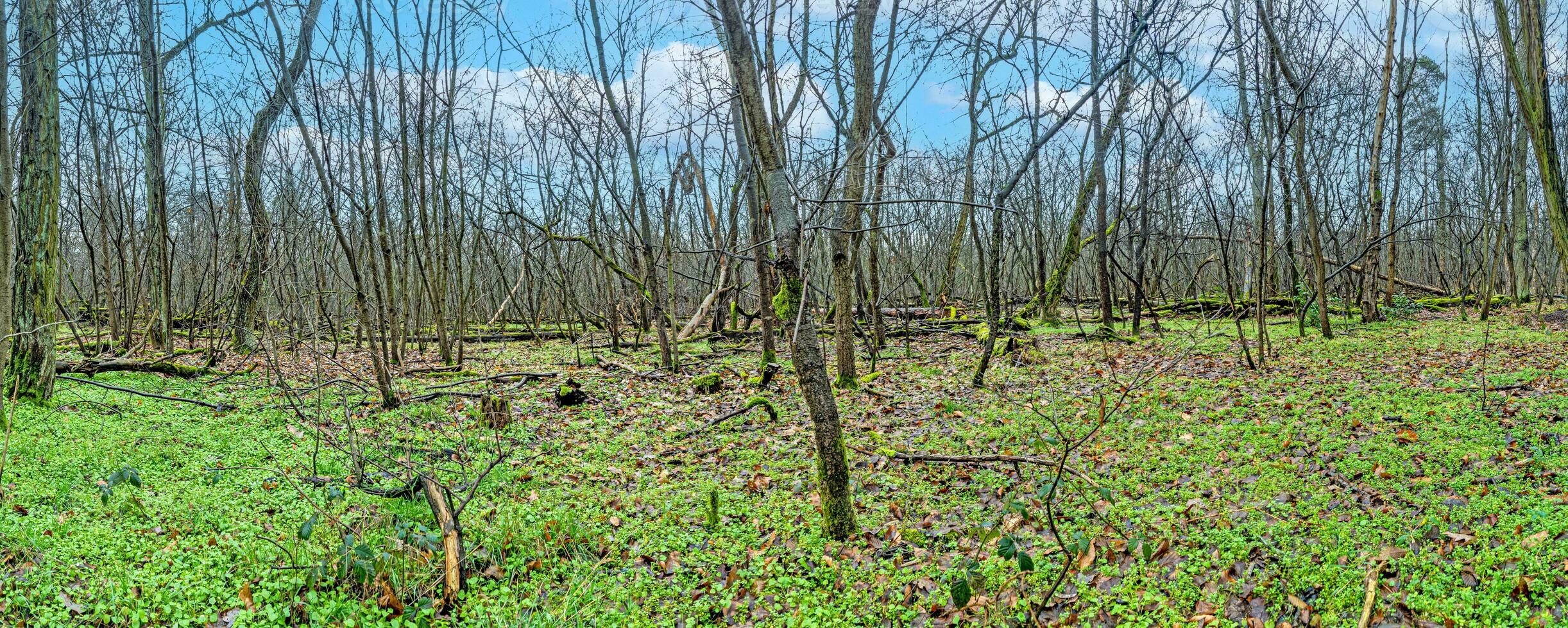 panorámico imagen dentro un desnudo bosque con verde suelo vegetación foto