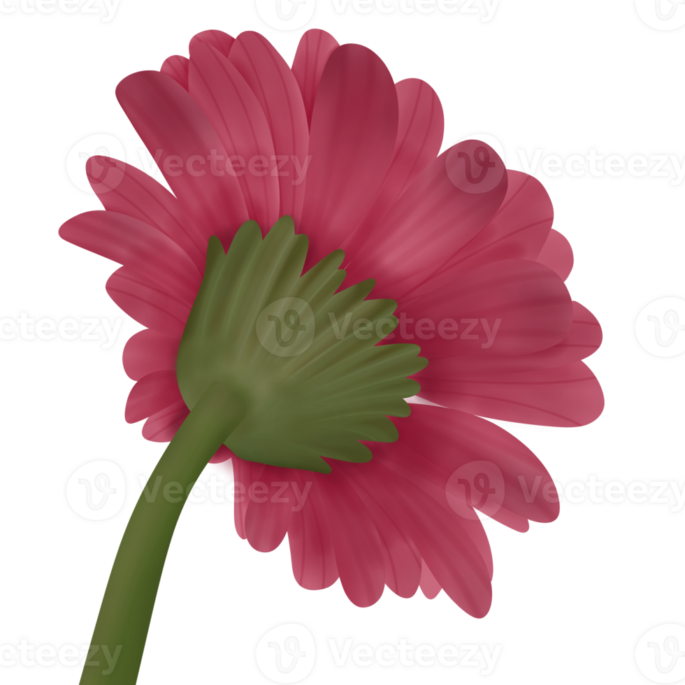 A bloom red flower png