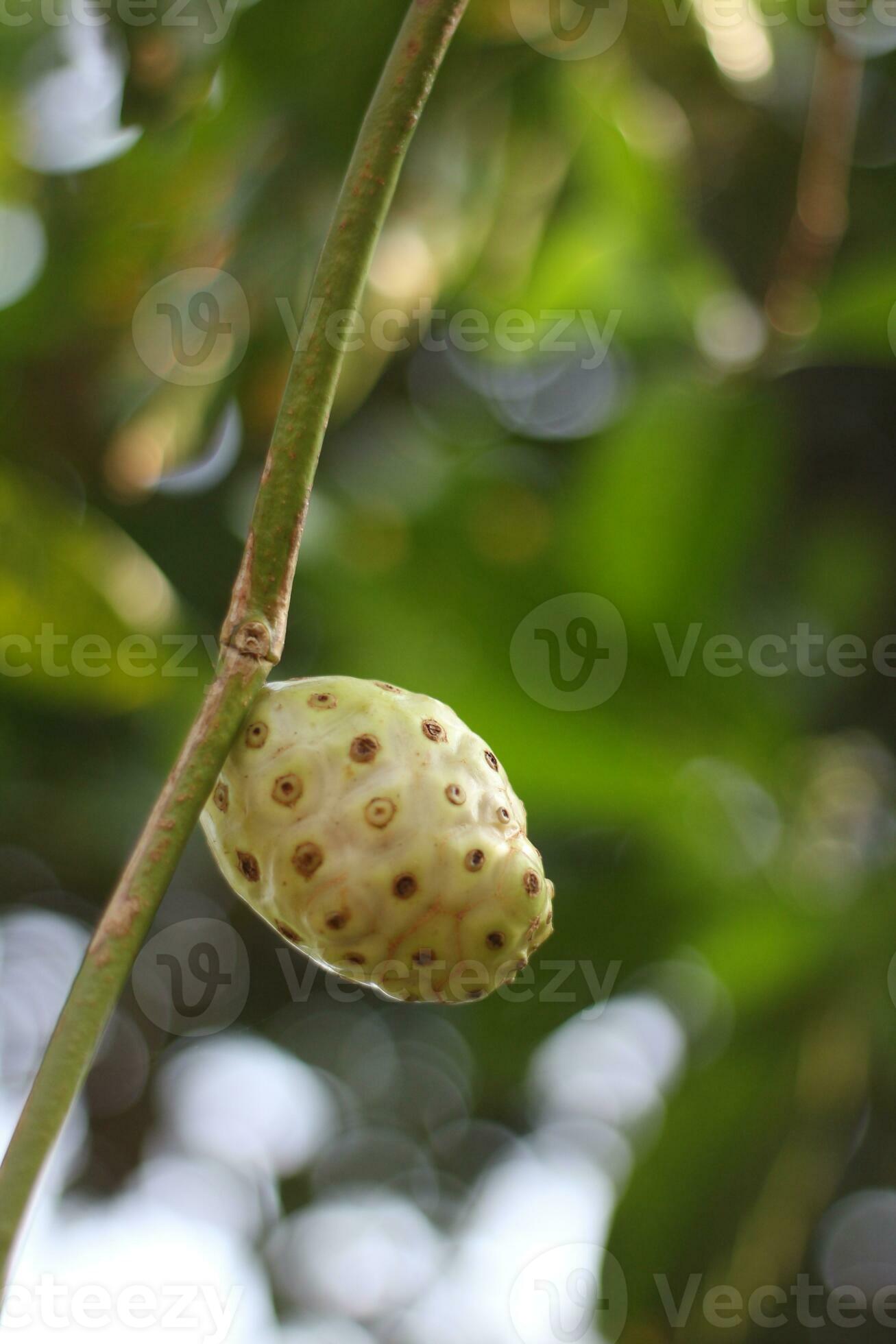 Noni fruit is good for health and natural antioxidants 24299902 Stock