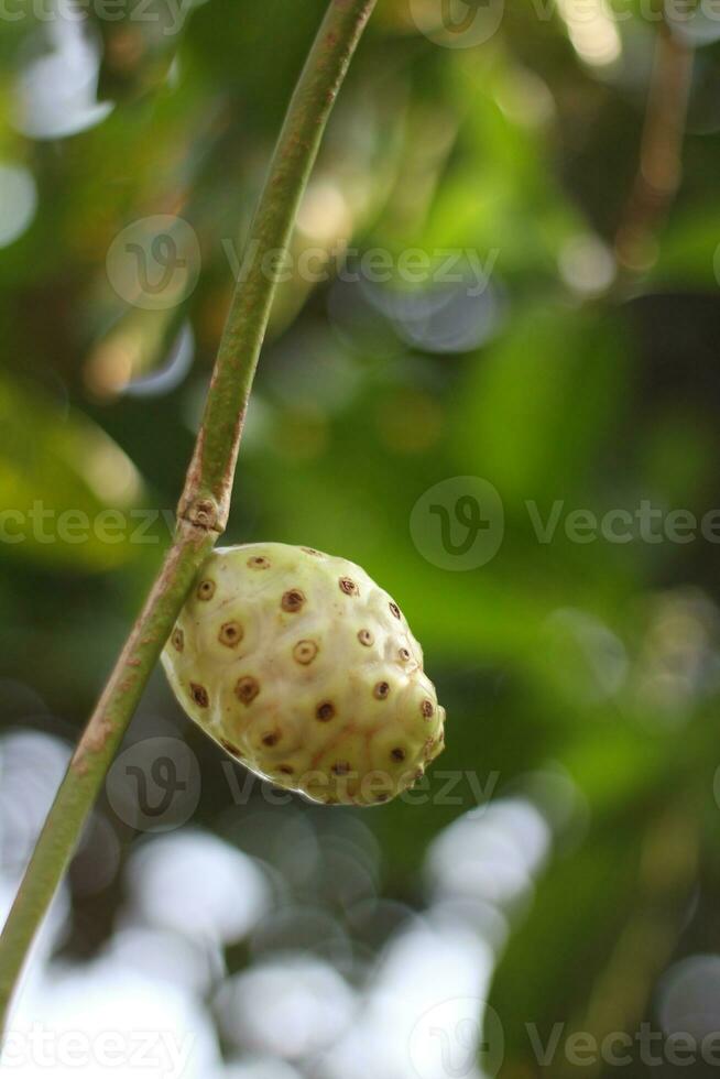 Noni fruit is good for health and natural antioxidants 24299902 Stock