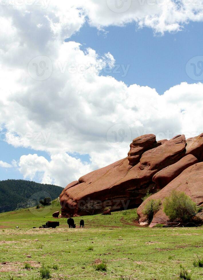 escénico piedra roja formaciones y manada de angus vacas en Morrison Colorado foto