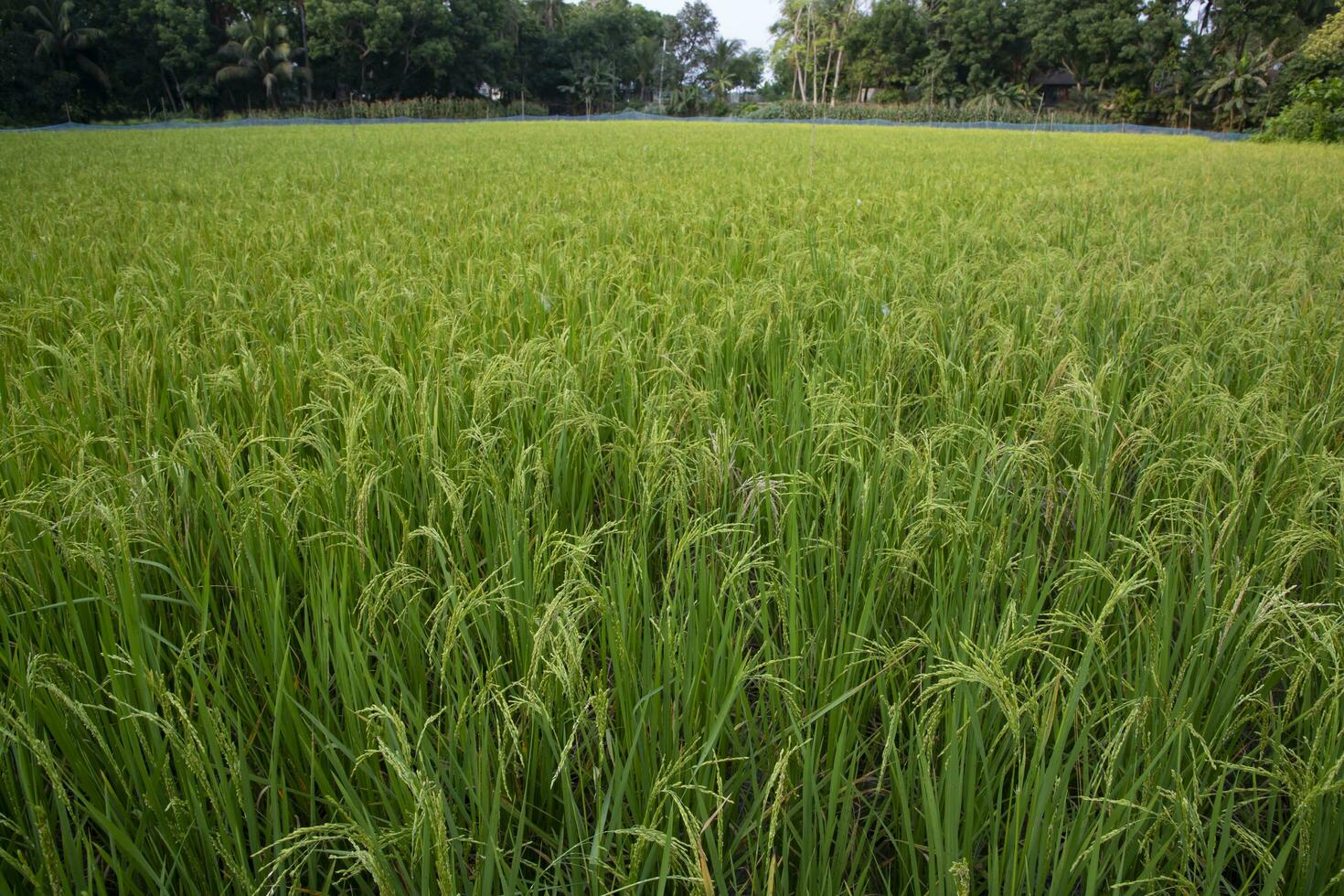 Paddy Field Stock Photos, Images and Backgrounds for Free Download