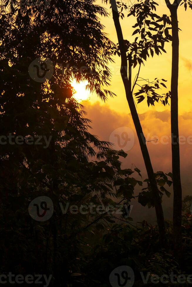 Tree silhouette against sunset. Woodland at sundown photo