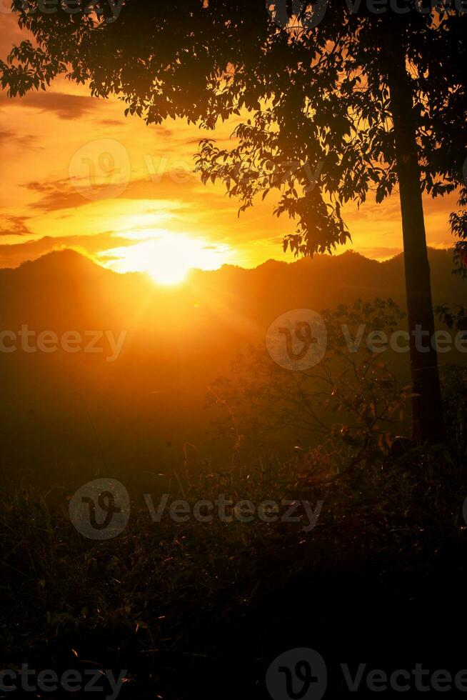 Silhouette of a tree at dusk with mountain photo