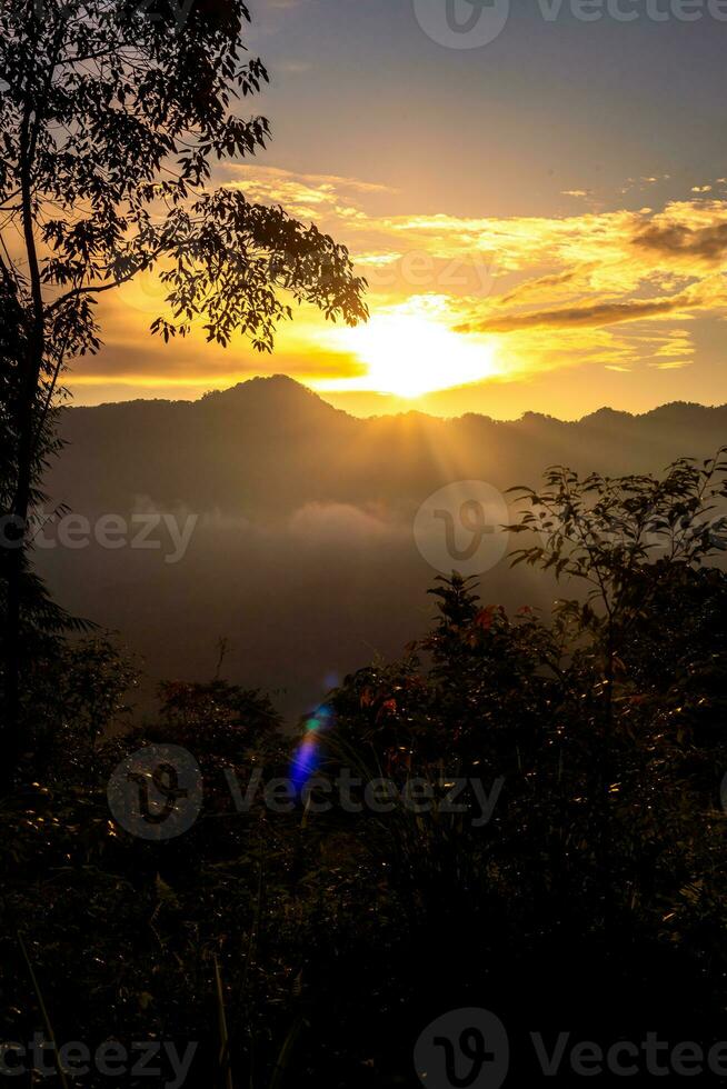 Tree silhouette against sunset. Woodland at sundown photo