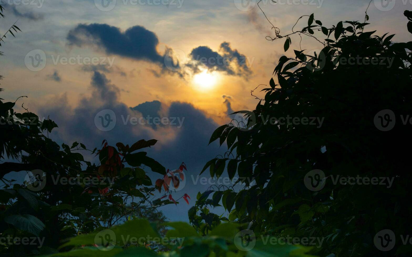 Tree silhouette against sunset. Woodland at sundown photo