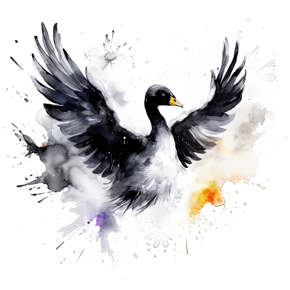 Watercolor black swan. Illustration png