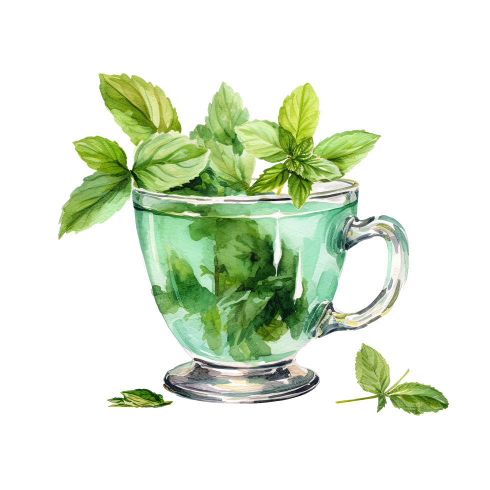 Watercolor mitn tea. Illustration png