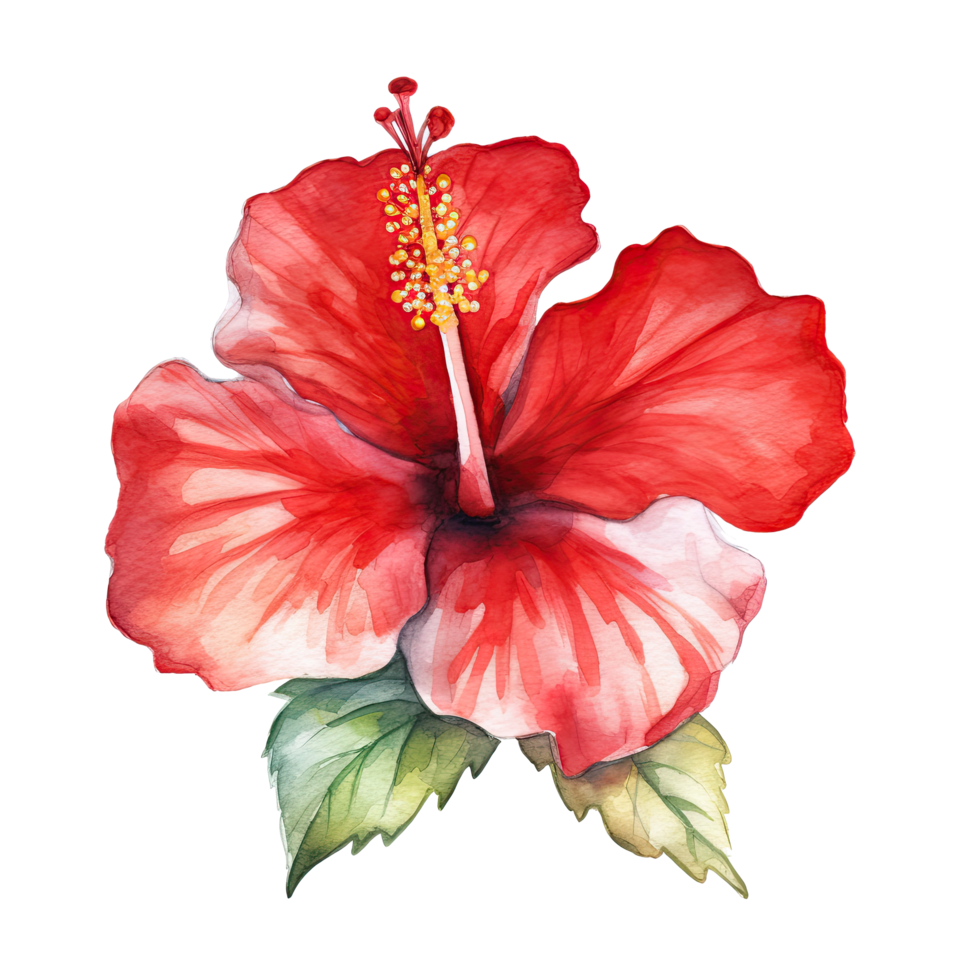Red watercolor hibiscus flower. Illustration png