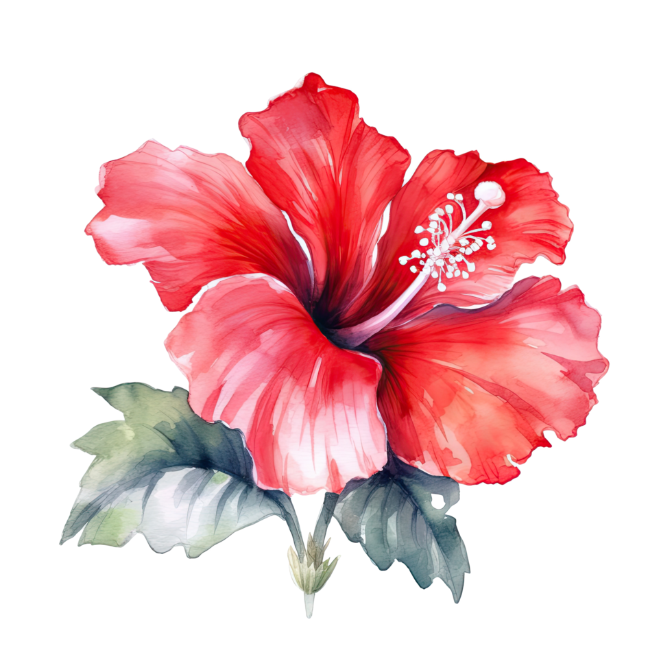 Red watercolor hibiscus flower. Illustration AI Generative 24302283 PNG