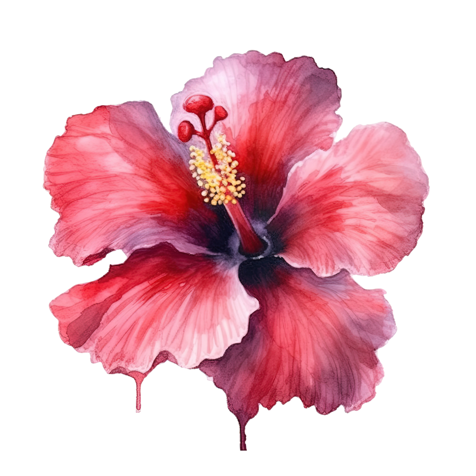 Red hibiscus flower watercolor. Illustration png