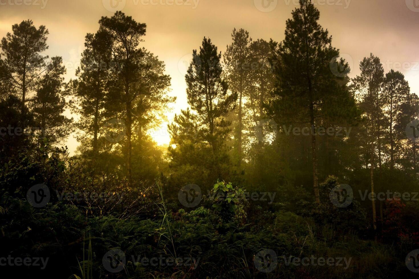 Sunrise in pine forest with sunlight photo