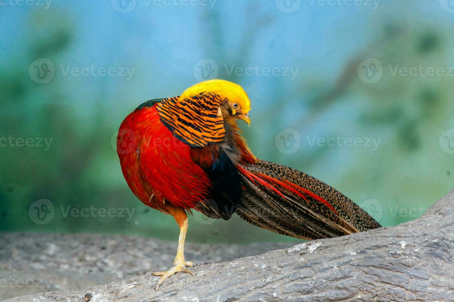 Golden pheasant on a close-up branch photo